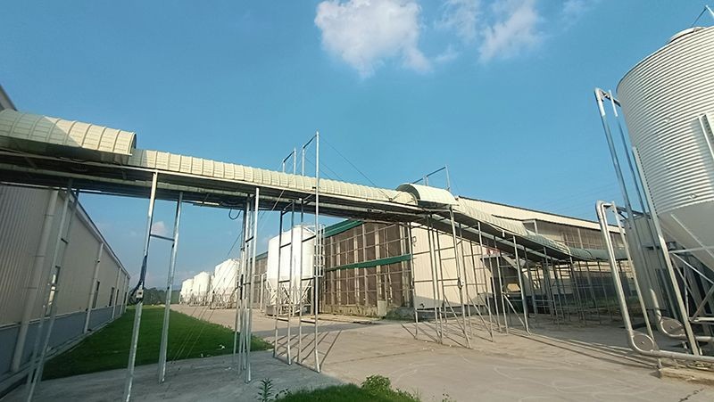 Broiler Cage Feeding System suppliers