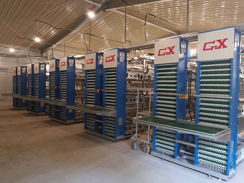 Broiler Cage Feeding System price